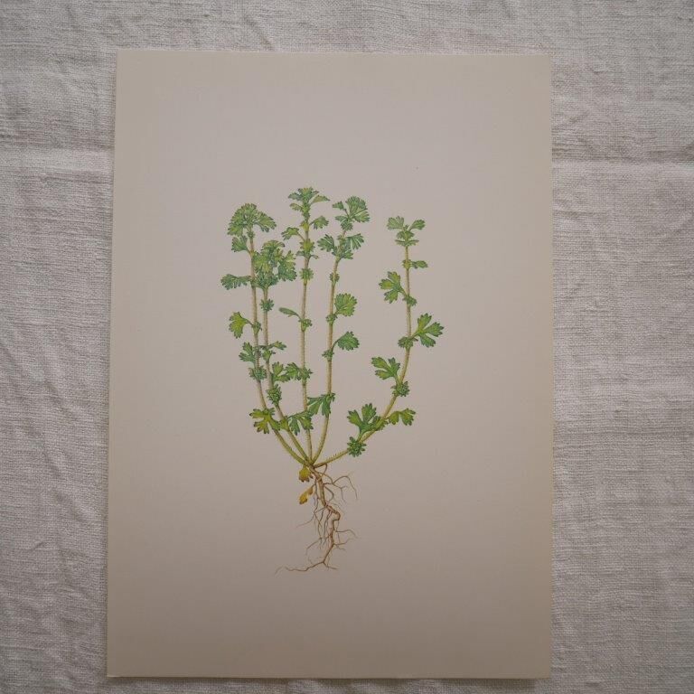 Botanical plate Alchemille