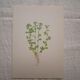 Botanical plate Alchemille