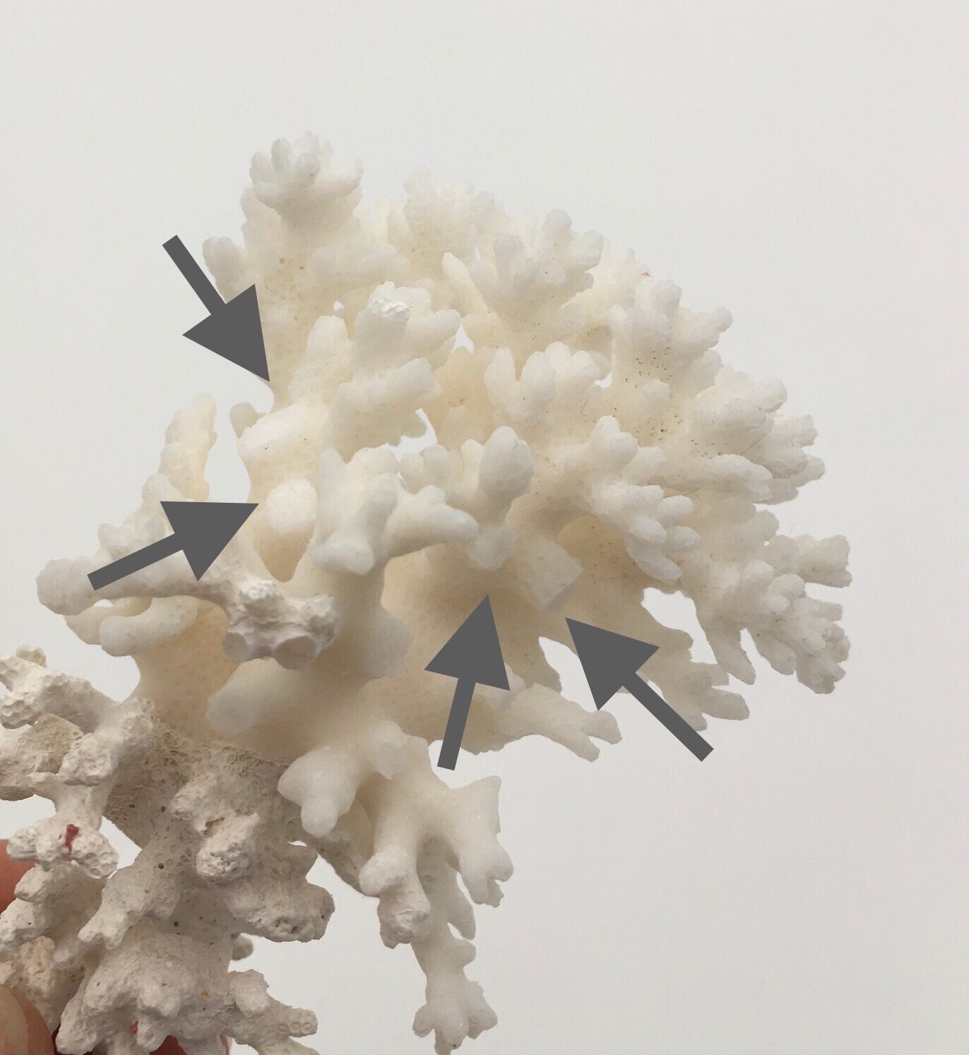 Old branch of white natural coral / 1970s