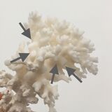 Old branch of white natural coral / 1970s