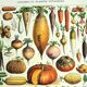 Old engraving 1928 - Vegetables and garden plants by A. Millot