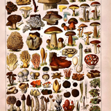 Lithograph Plate Mushrooms