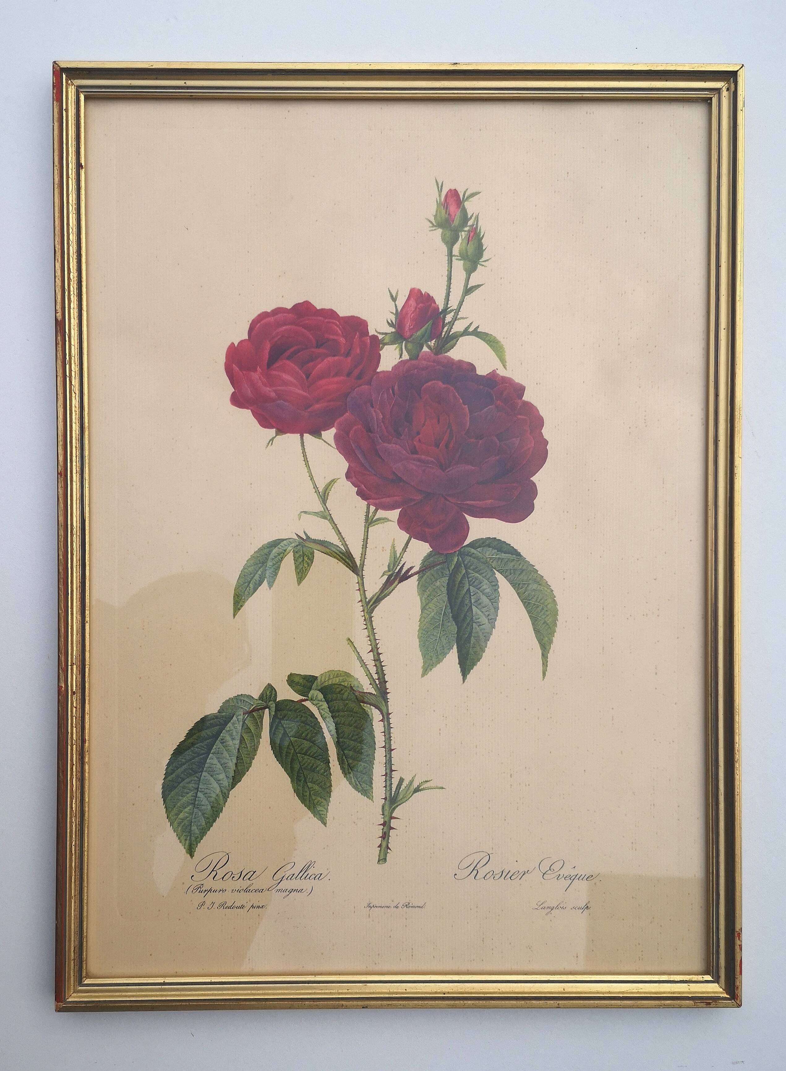Framed lithograph by Pierre-Joseph Redouté