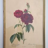 Framed lithograph by Pierre-Joseph Redouté