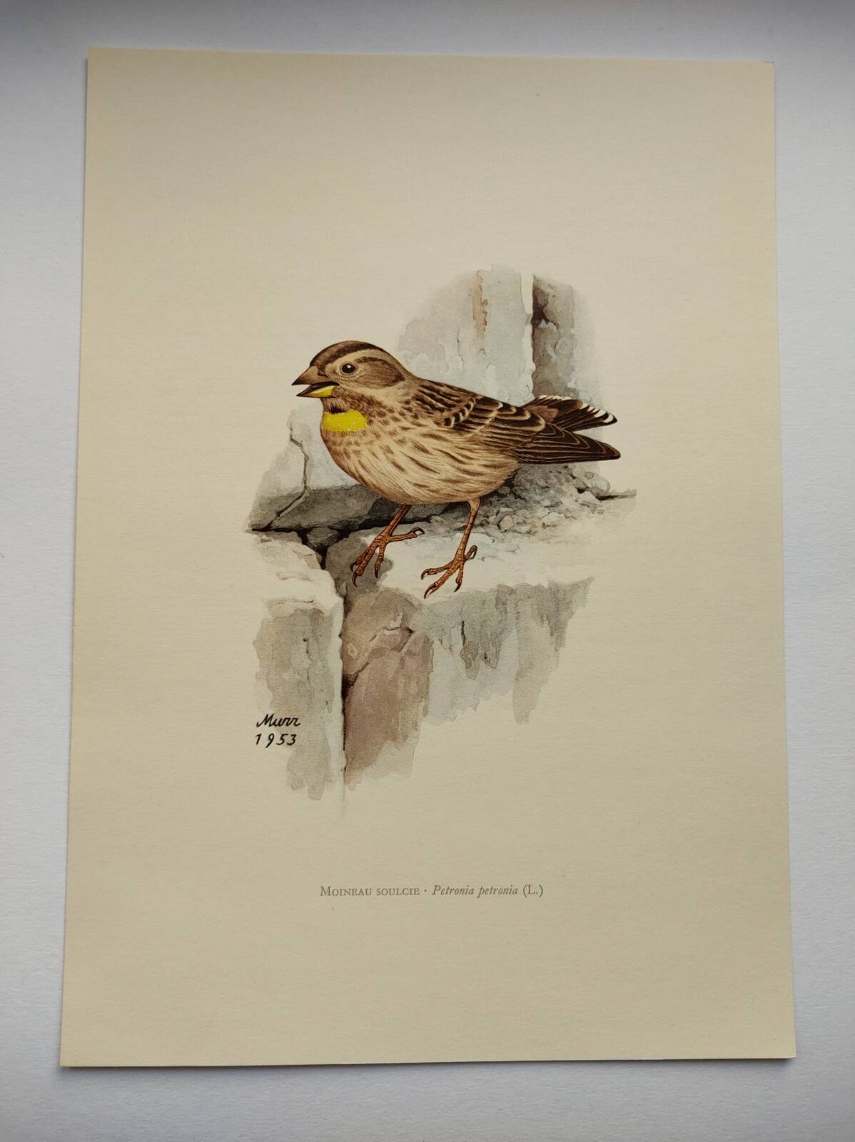 Old bird plate from the 1960s - Soulcie sparrow - Nature zoological illustration