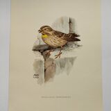 Old bird plate from the 1960s - Soulcie sparrow - Nature zoological illustration