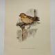 Planche ancienne oiseaux Années 1960 - Moineau Soulcie - Illustration zoologique nature