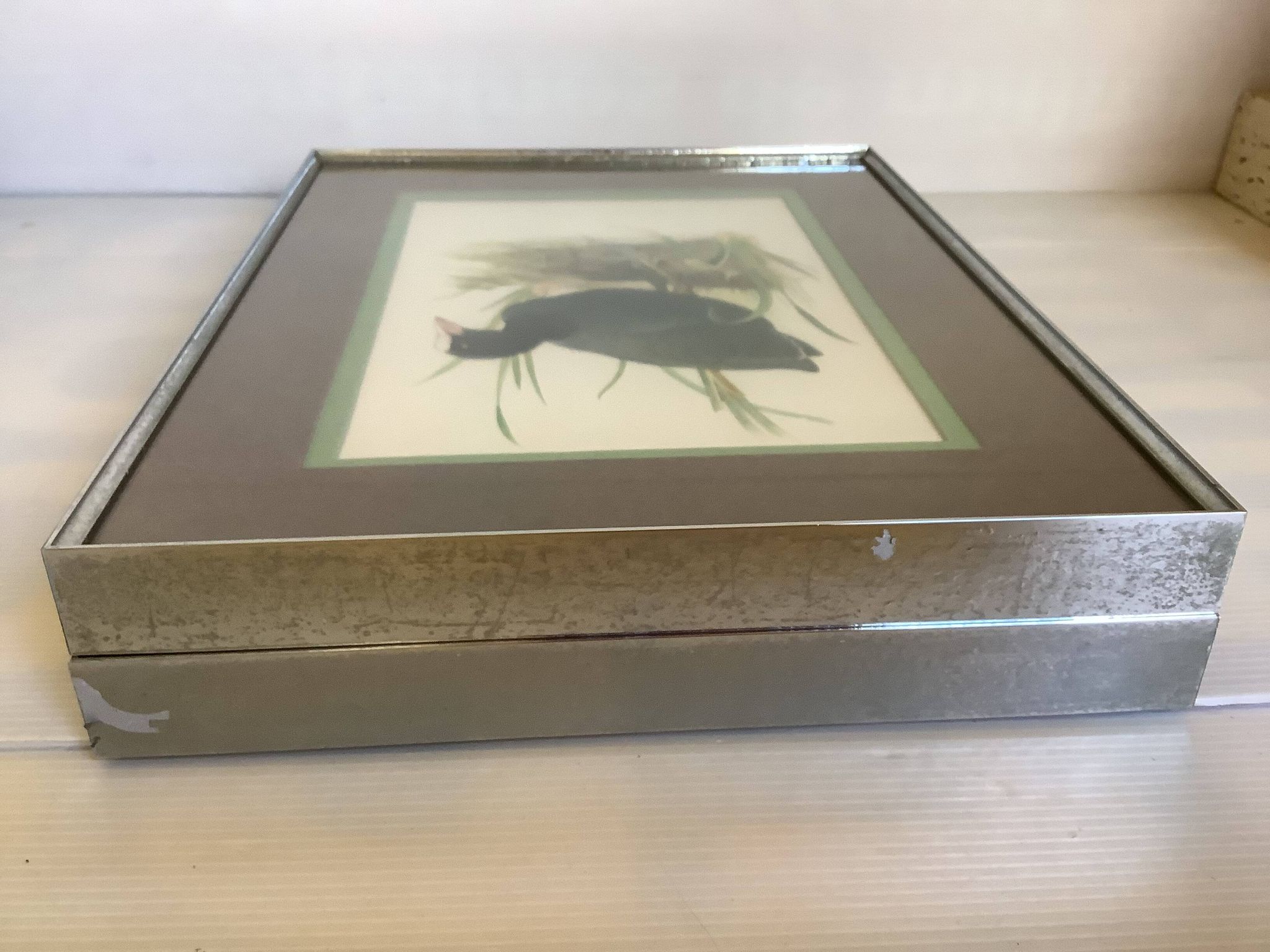 Pair of framed bird illustrations