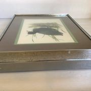 Pair of framed bird illustrations