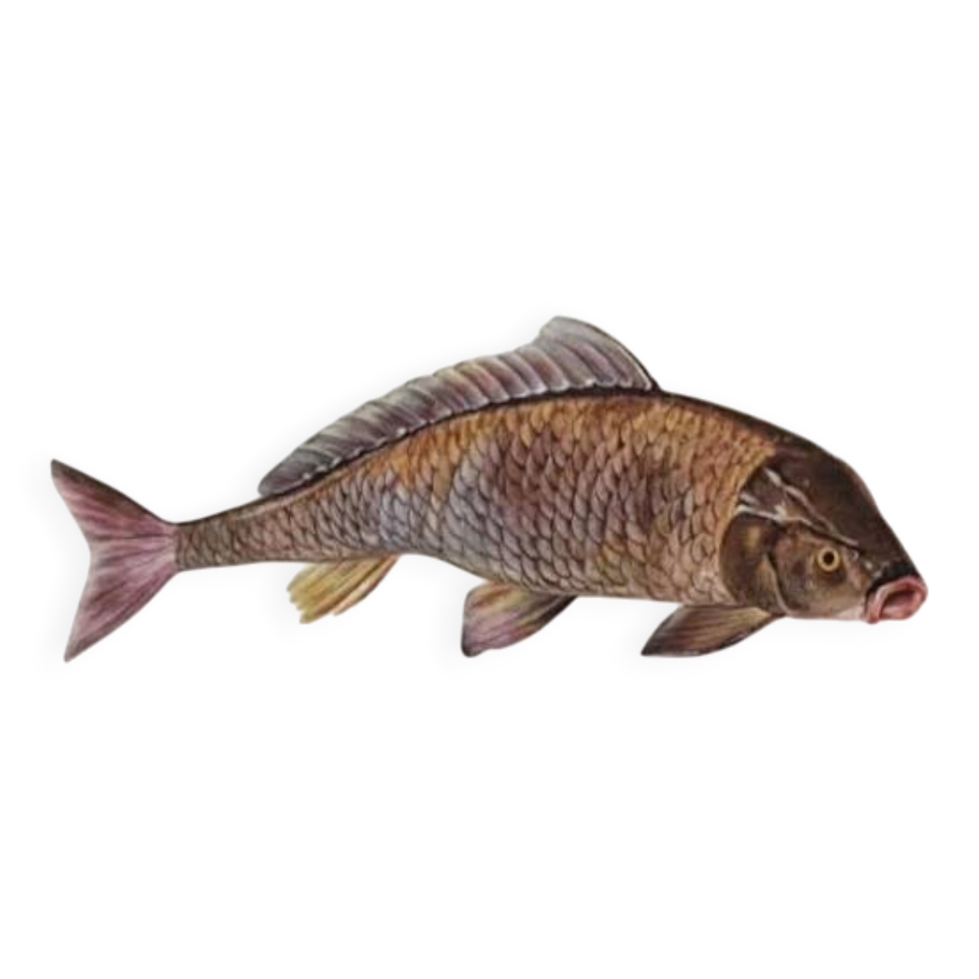 Bestiary plates from the Natural History Museum The carp