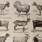Lithograph on goats - 1920