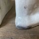 Pair of ceramic Staffordshire dogs late 19th century