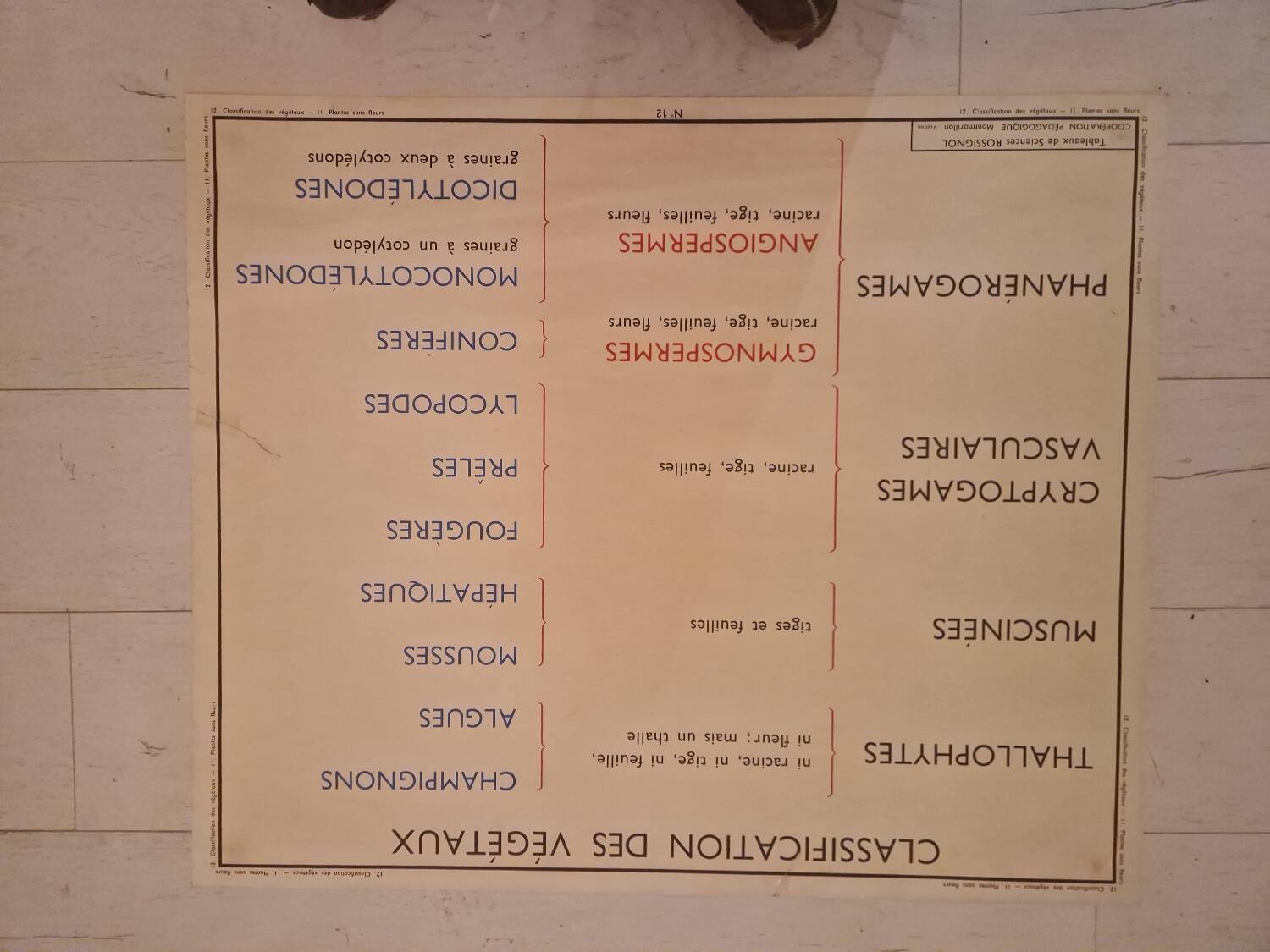 Old school poster Rossignol vintage 50s botanical plants without flowers