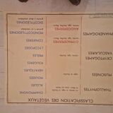 Old school poster Rossignol vintage 50s botanical plants without flowers