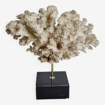 Ancien corail blanc Acropore sur socle en marbre, 22 cm