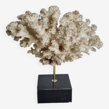 Ancient white Acropore coral on marble base, 22 cm