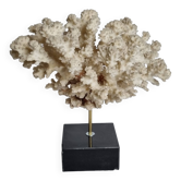 Ancient white Acropore coral on marble base, 22 cm