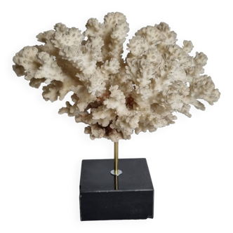 Ancient white Acropore coral on marble base, 22 cm