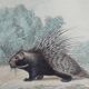 Planche zoologique originale " porc-épic, urson, tapir - buffon 1838