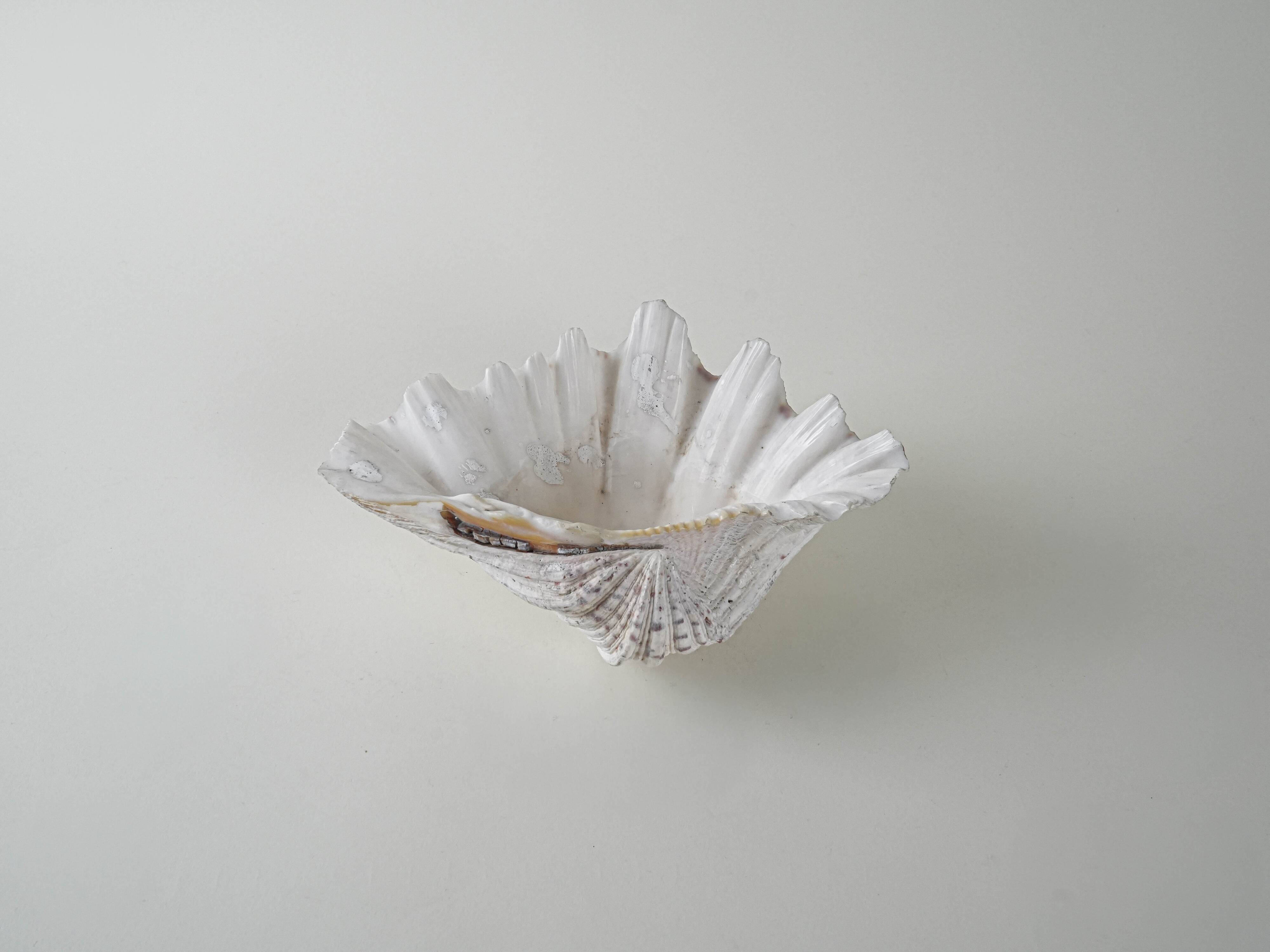 Decorative Triton seashell, boho style, 1980s