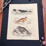Poster (lithograph) seal and sea calf