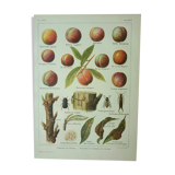 Old engraving 1922, Peach, varieties and enemies, fruit, peach tree • Lithograph, original illustration