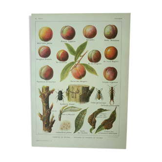Old engraving 1922, Peach, varieties and enemies, fruit, peach tree • Lithograph, original illustration