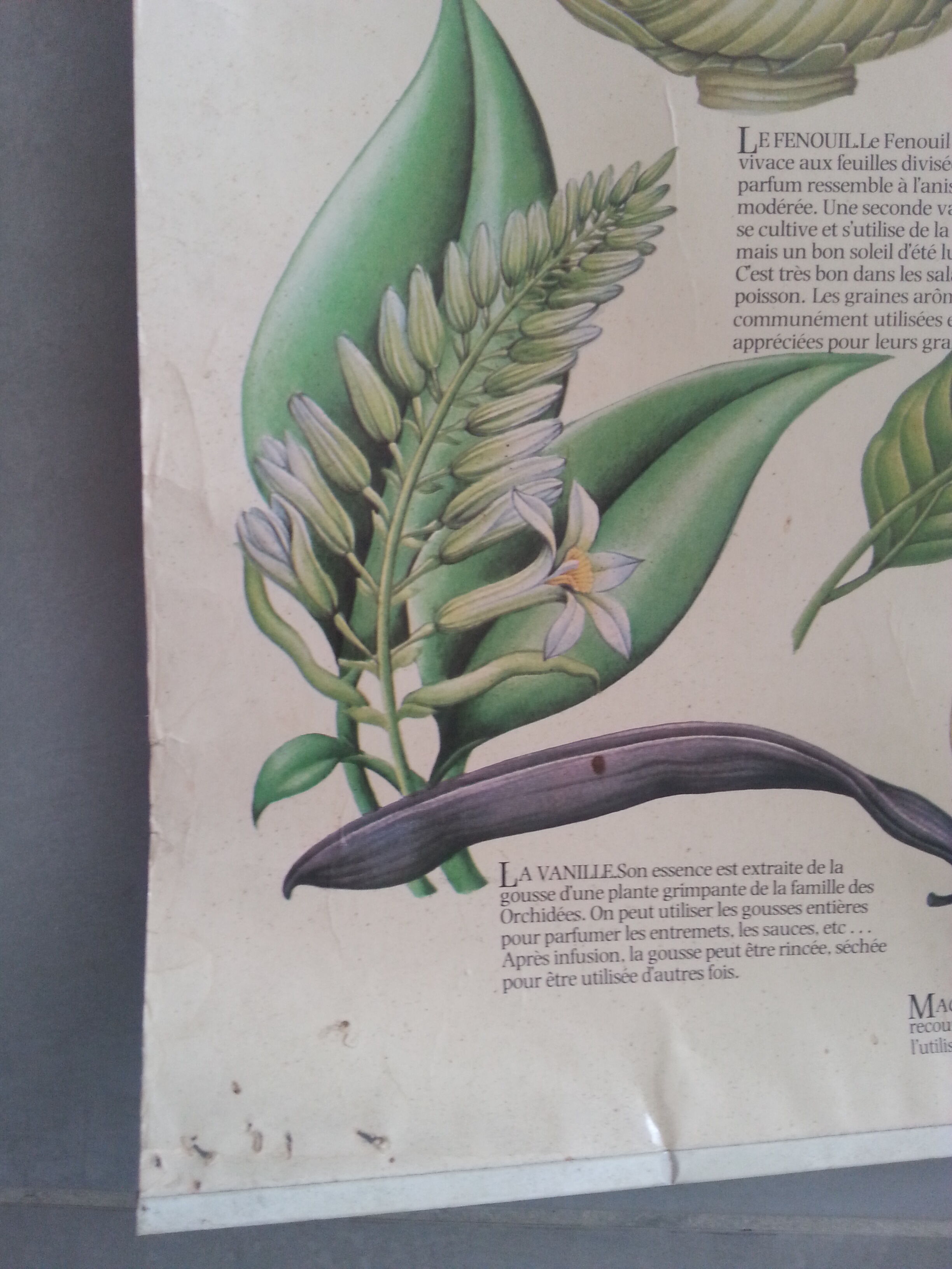 1978 botanical vintage poster