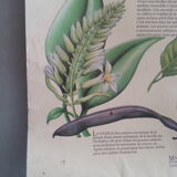 1978 botanical vintage poster