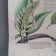 Affiche 1978 botanique vintage