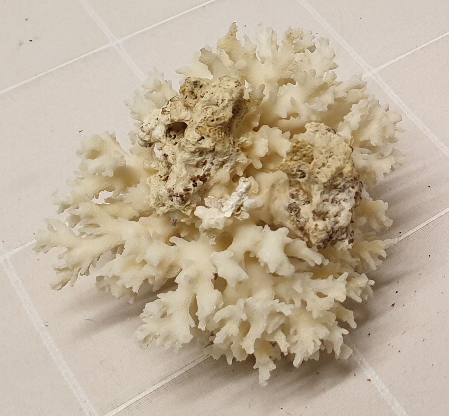 Corail blanc