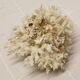 Corail blanc