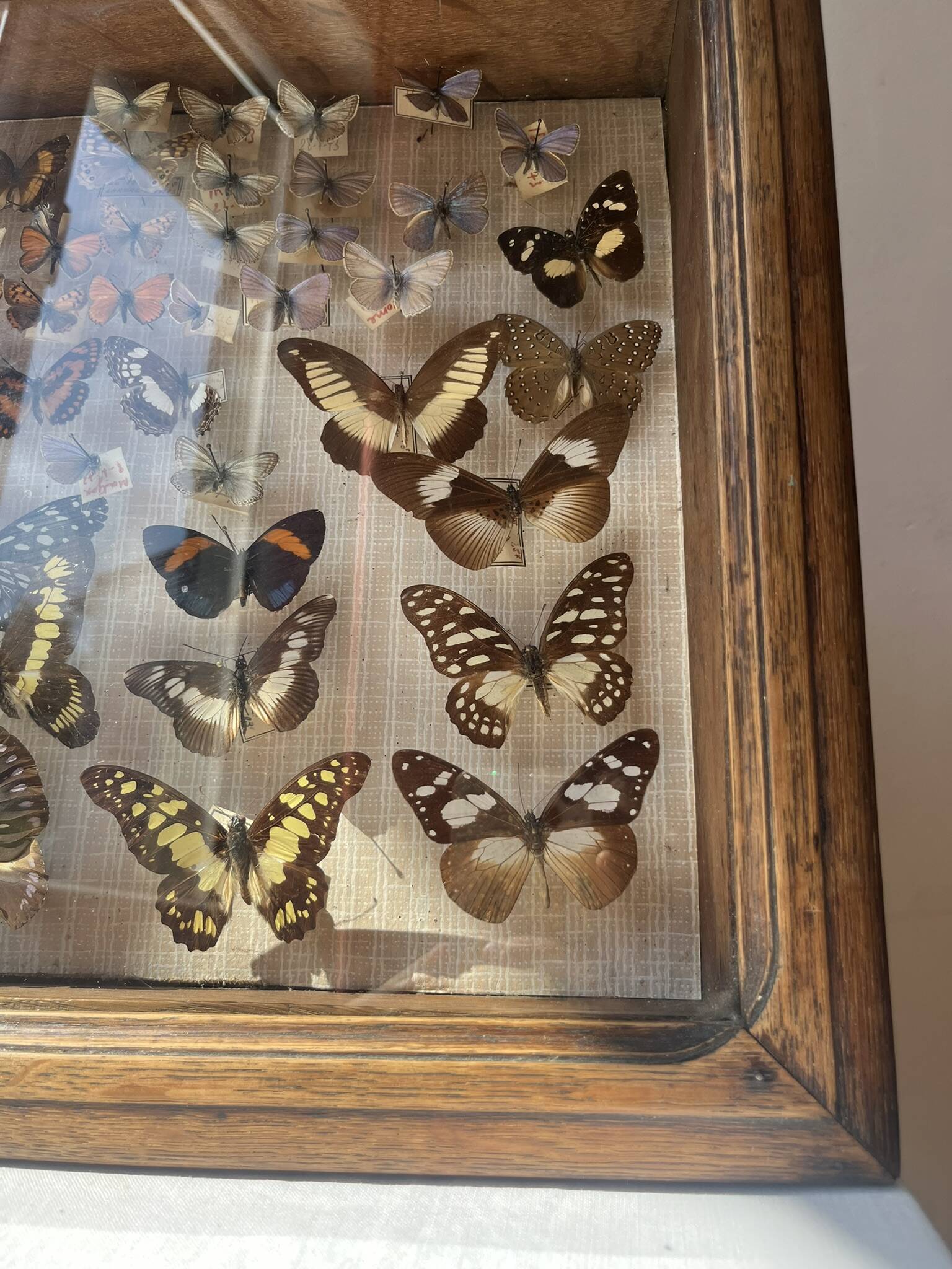 Vitrine / Collection de papillons anciens - 62 papillons