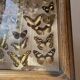 Vitrine / Collection de papillons anciens - 62 papillons