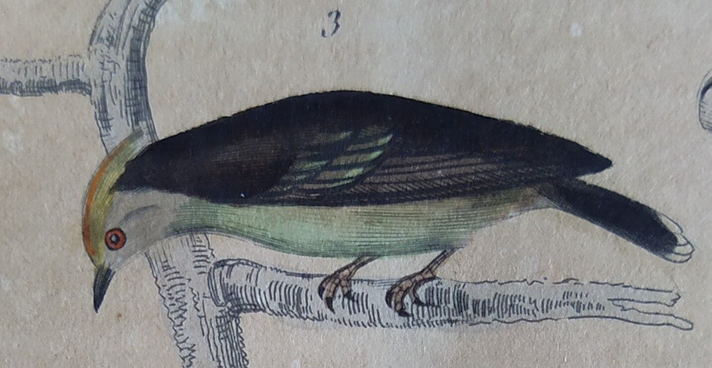 Planche Ornithologique originale " Pitpit bleu - Roitelet - Roitelet mésange - &c... " Buffon 1836