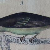 Original Ornithological plate " Pitpit bleu - Roitelet - Roitelet mésange - &c... " Buffon (1836)