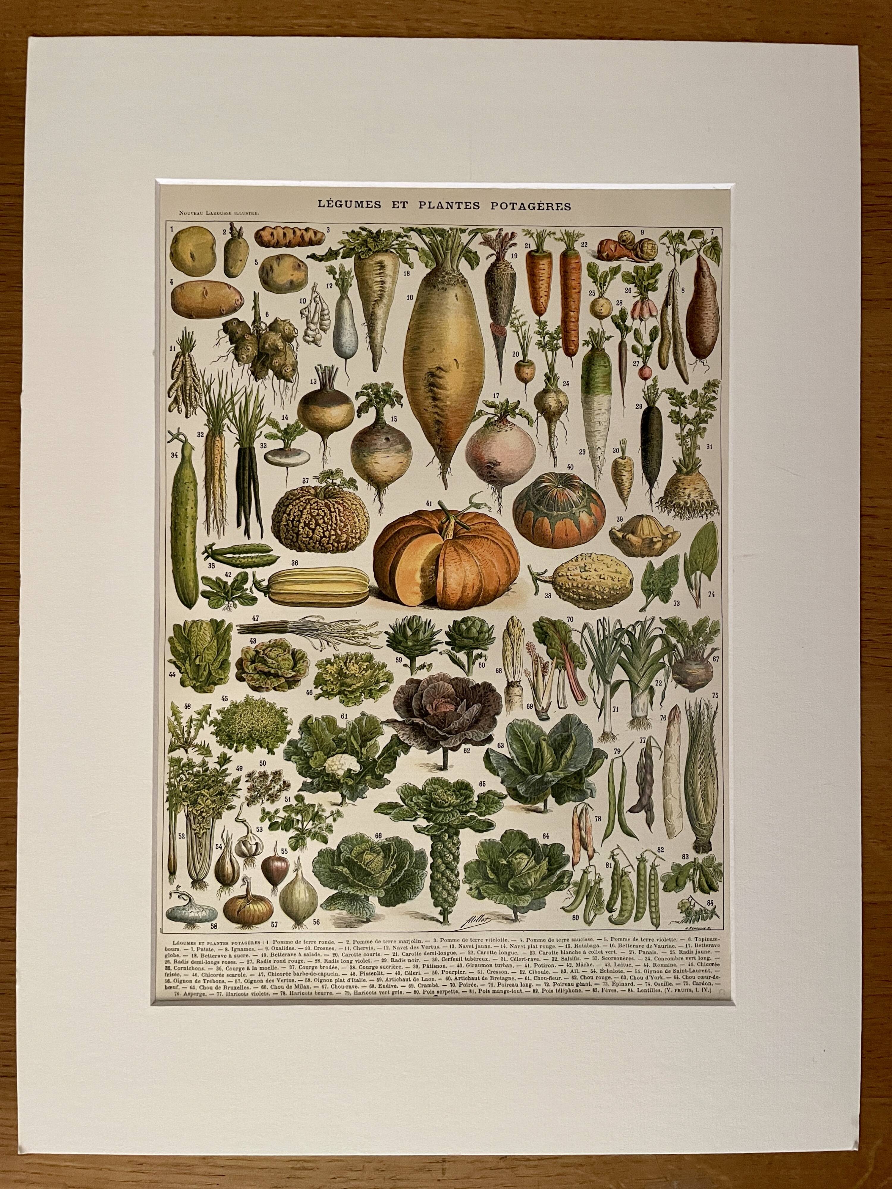 Lithograph on vegetables and vegetable plants - 1900
