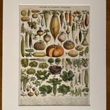 Lithograph on vegetables and vegetable plants - 1900