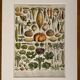 Lithograph on vegetables and vegetable plants - 1900