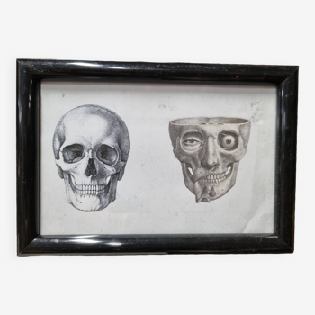 Skull and skinned frame