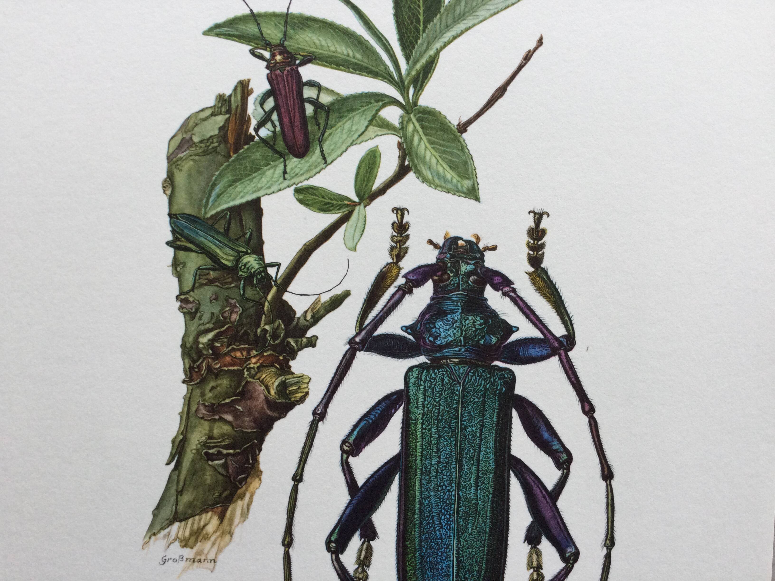 Antique illustration Insects Vintage print 60s