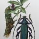 Antique illustration Insects Vintage print 60s