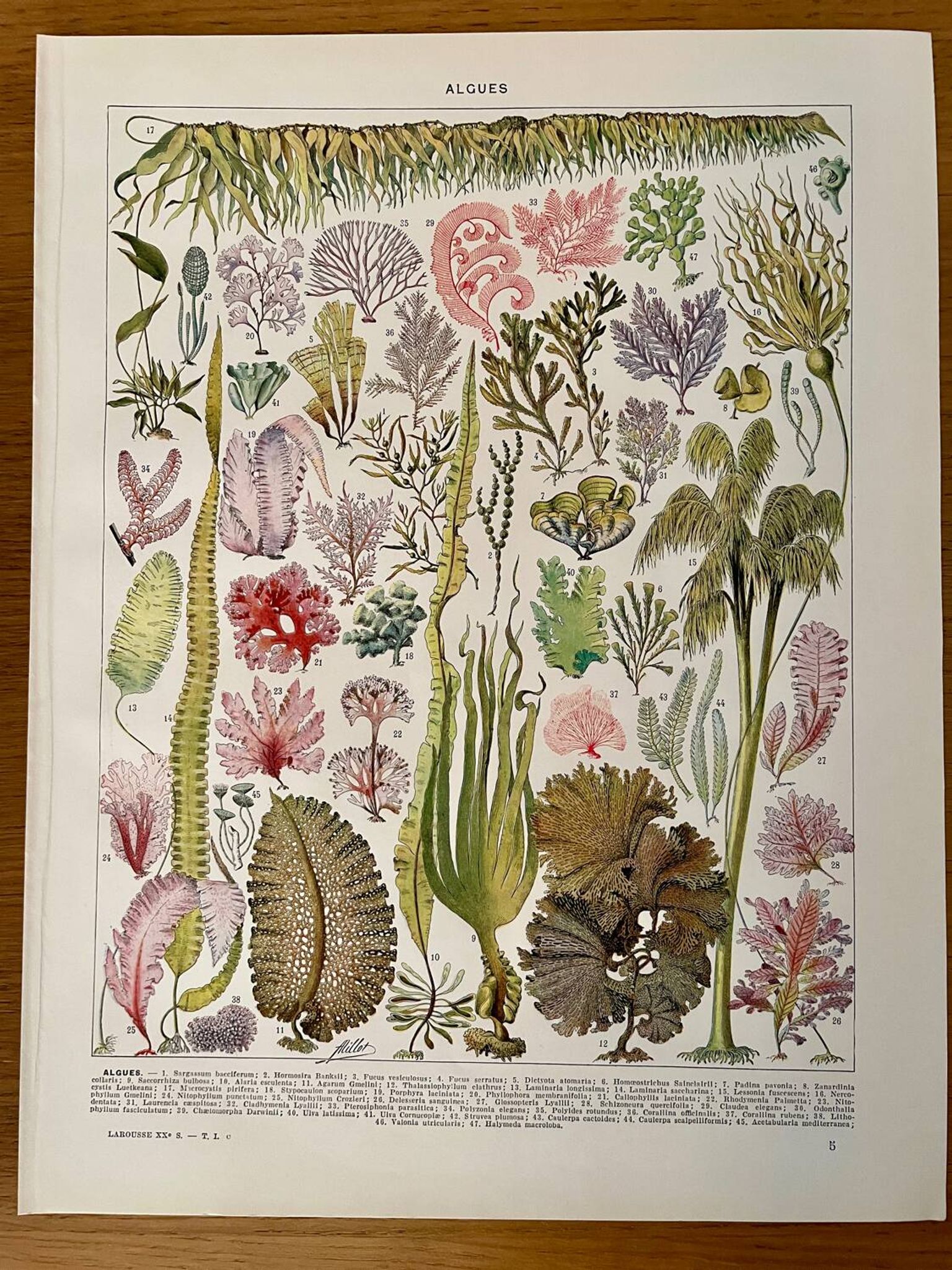 Reserved Marie-Axelle: Lot of 3 illustrated boards from the 20th century.