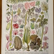 Reserved Marie-Axelle: Lot of 3 illustrated boards from the 20th century.