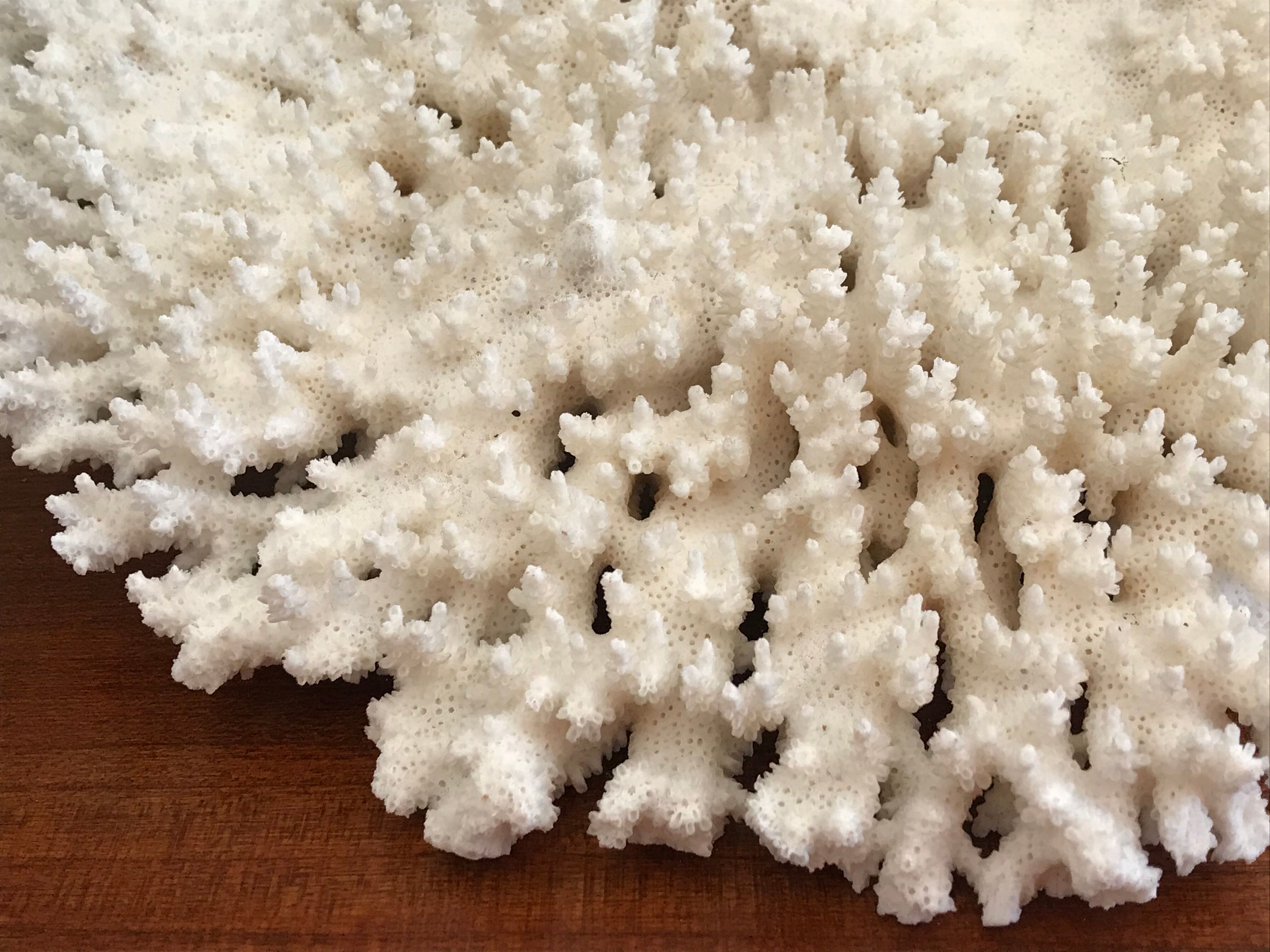 Ancient white coral branch