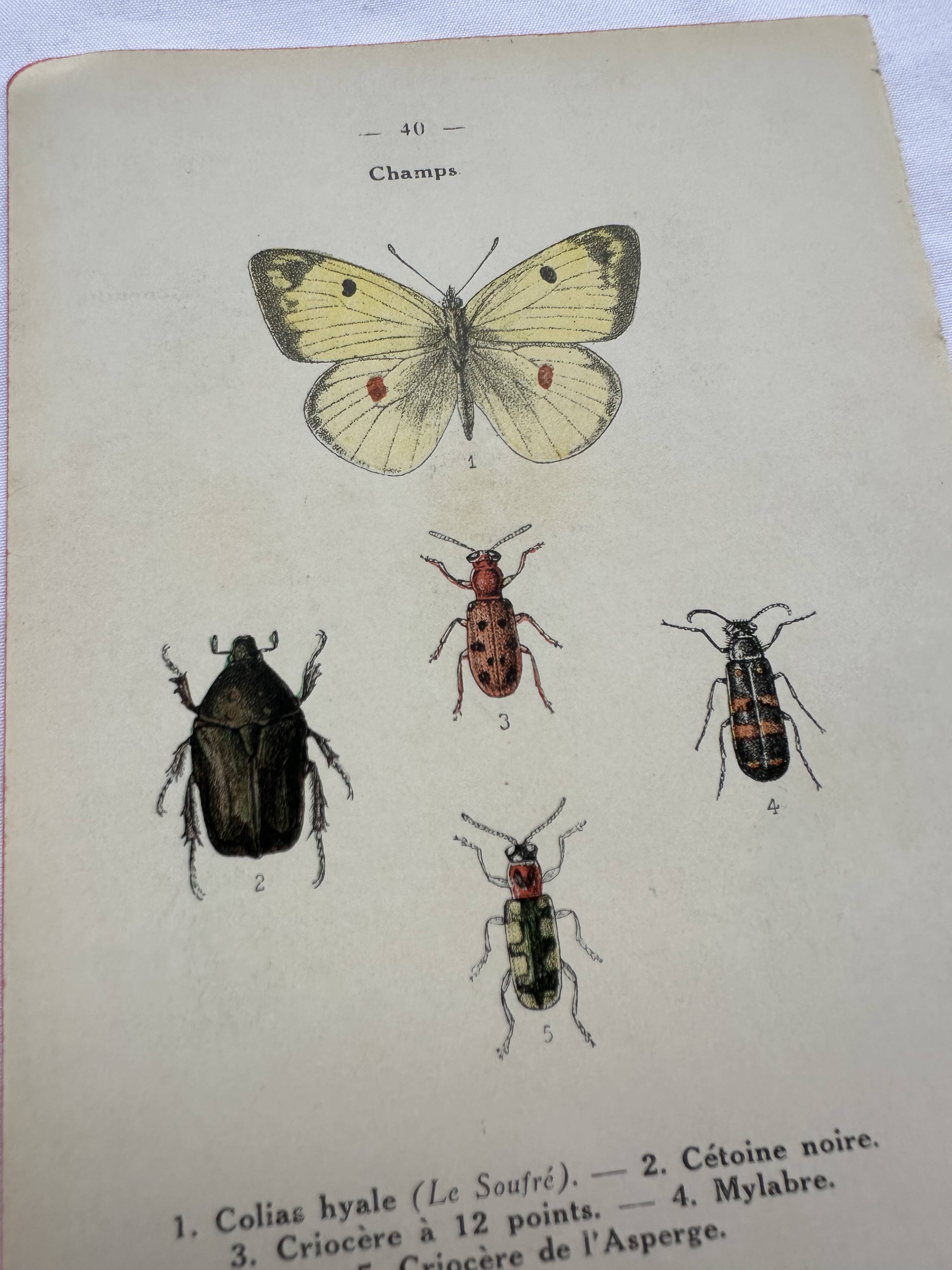 Vintage insect engravings botanical naturalist plate