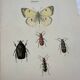 Vintage insect engravings botanical naturalist plate
