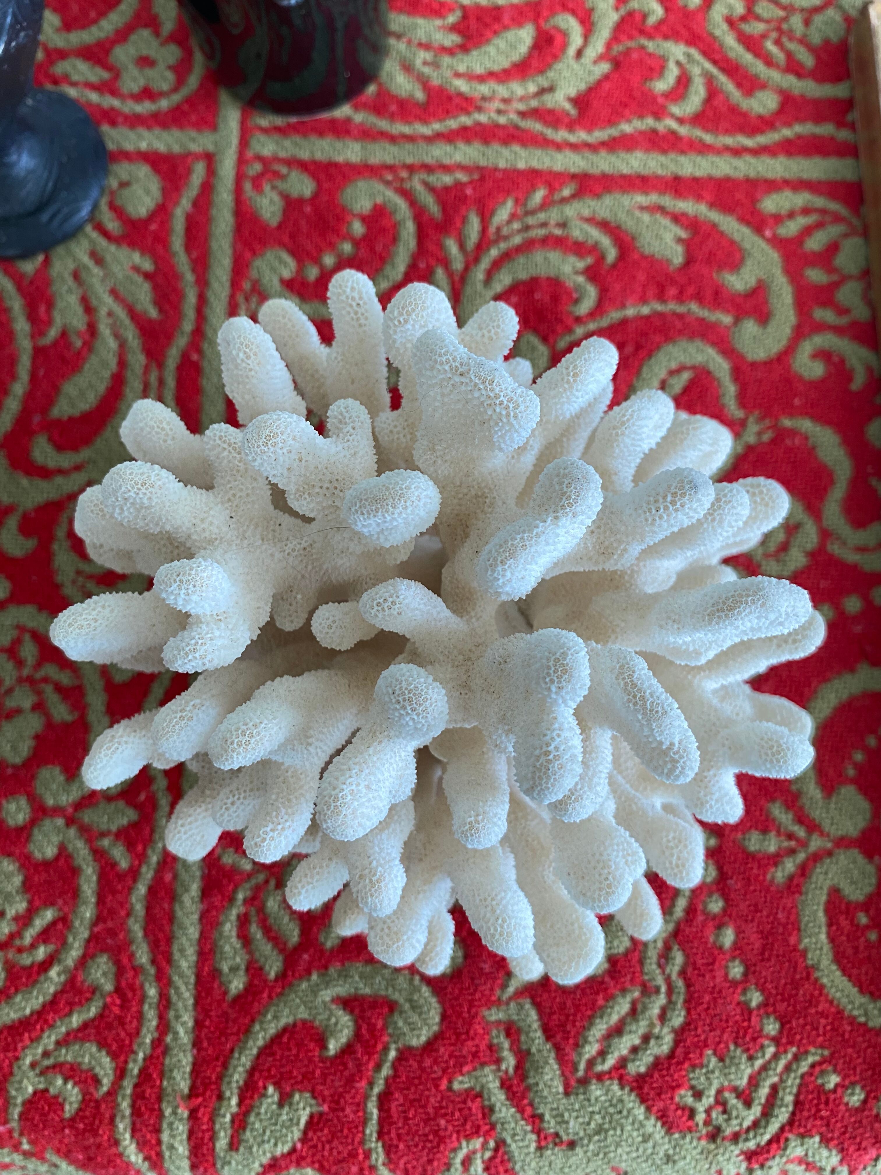 Coral on raw wood base