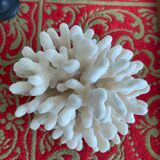 Coral on raw wood base