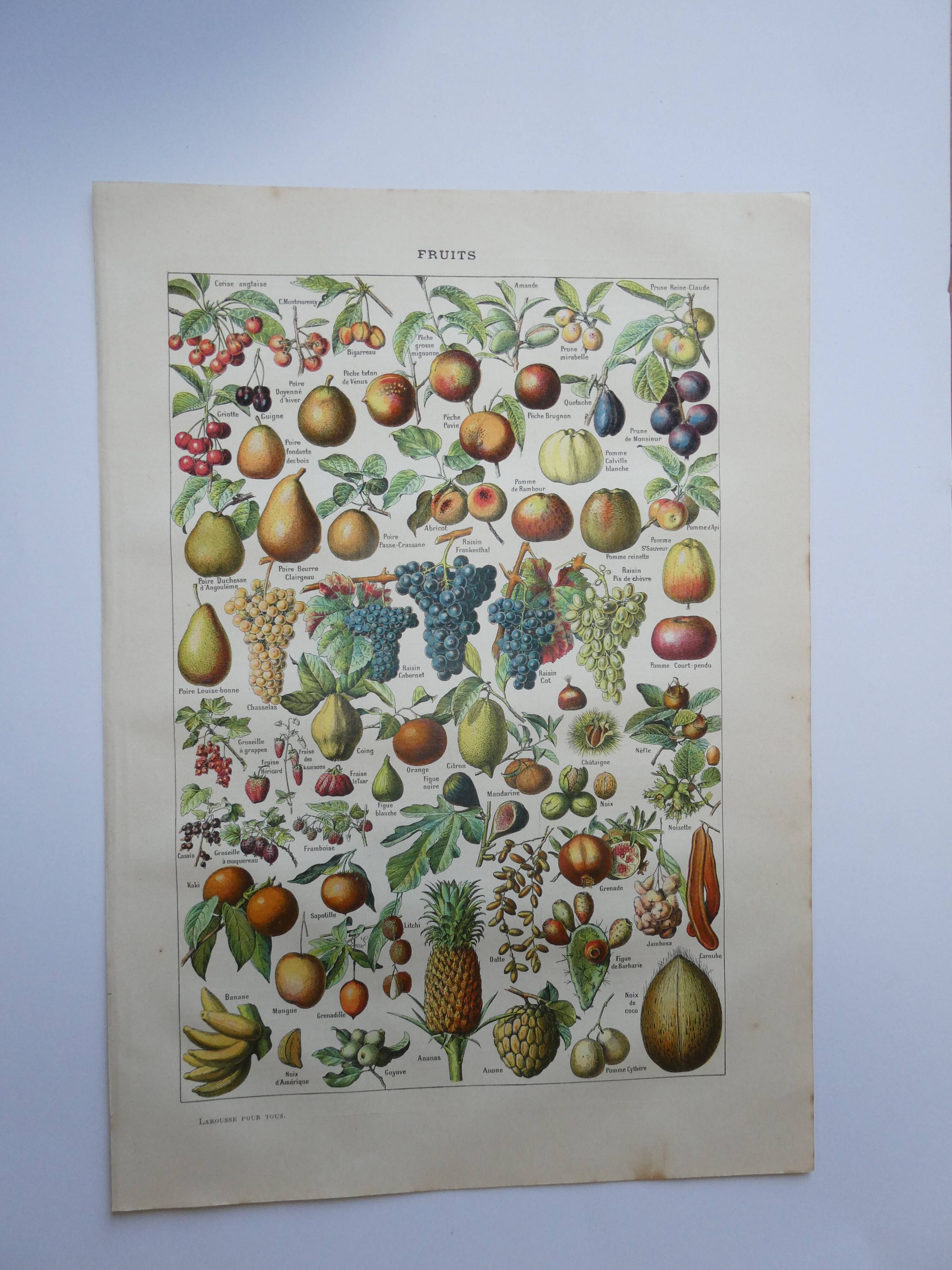 Lithograph, engraving on fruits from 1905